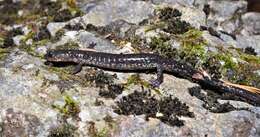 Image of Blacksburg Salamander