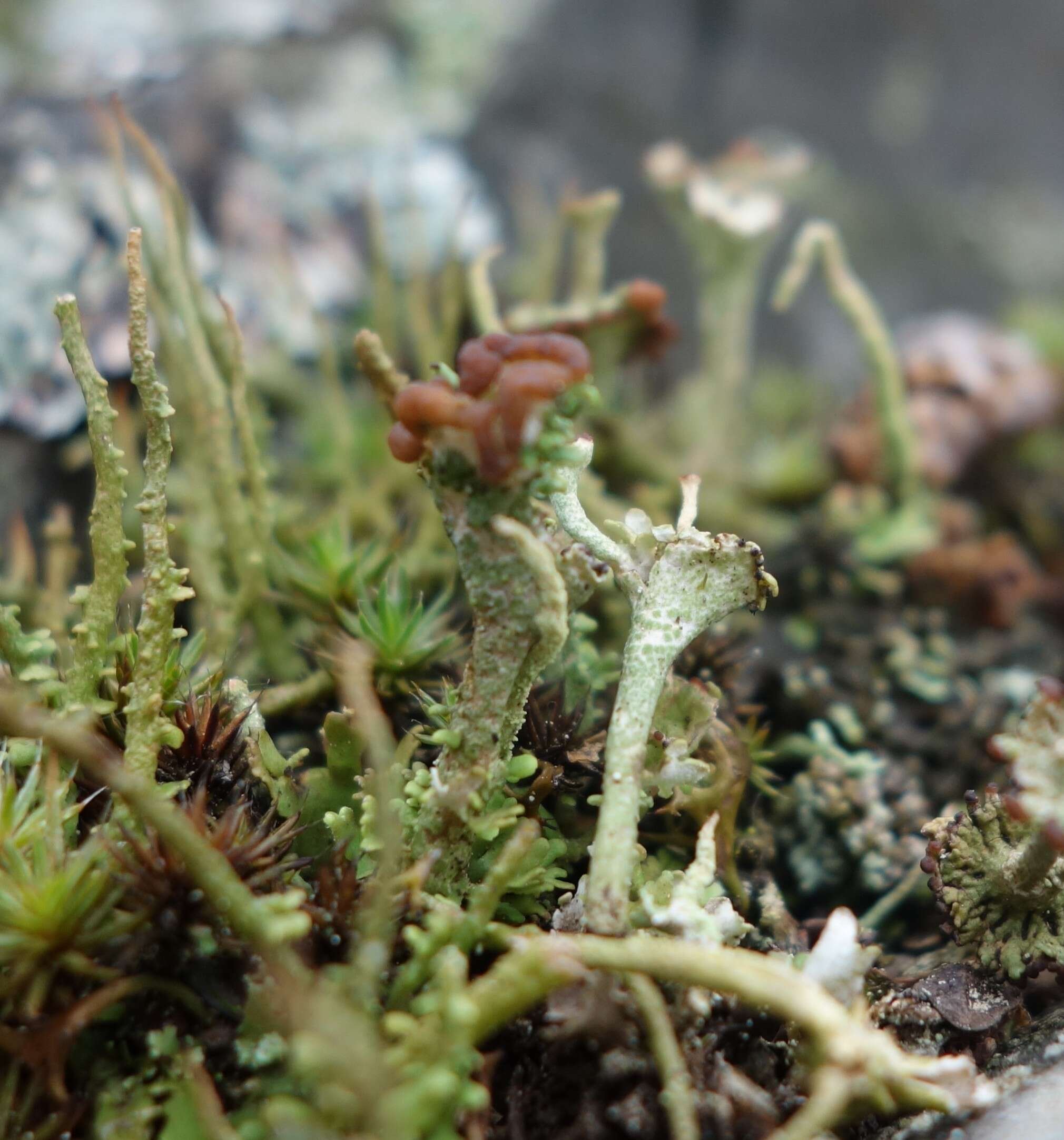 Image of cup lichen