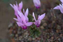 Image of Cyclamen rohlfsianum Ascherson