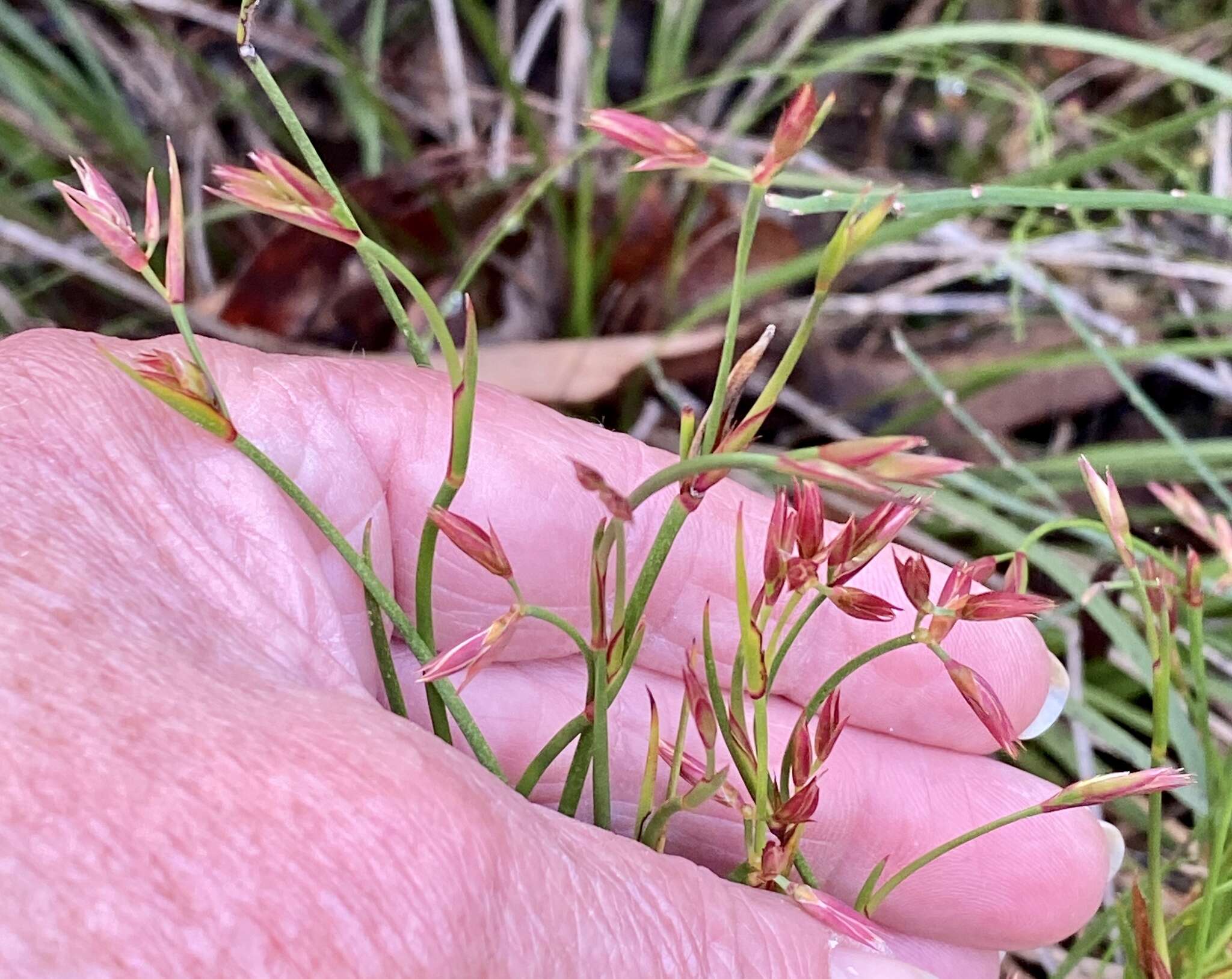 Слика од Anarthria prolifera R. Br.