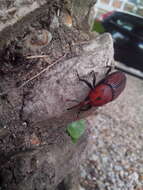 Image of Red palm weevil