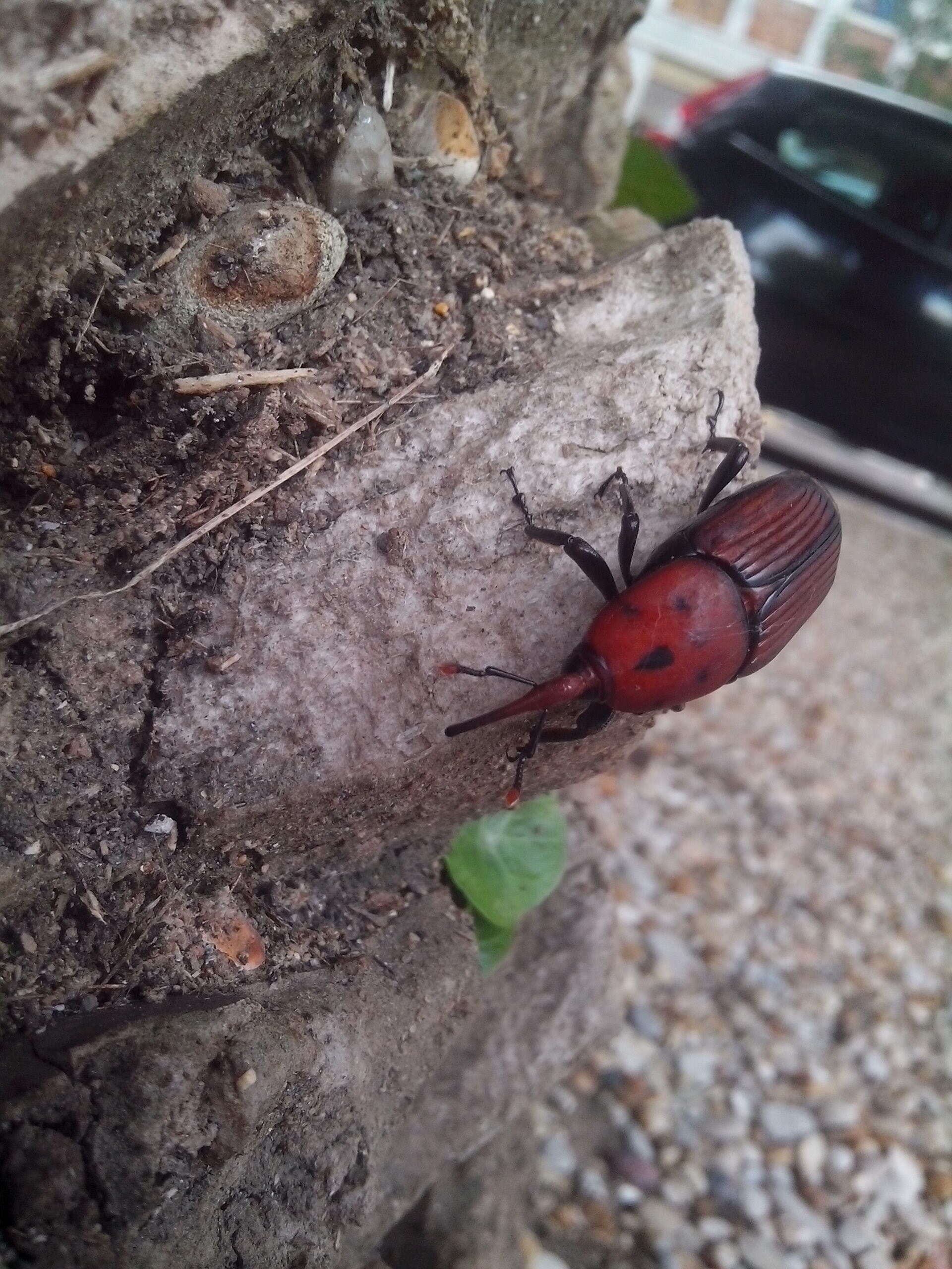 Image of Red palm weevil