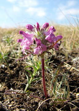 Imagem de Pedicularis anthemifolia Fisch. ex Colla