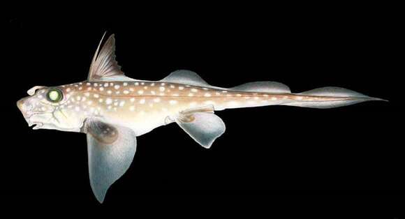 Image of Spotted Ratfish