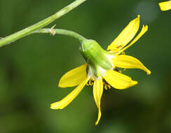 Image of Ligularia jaluensis Kom.