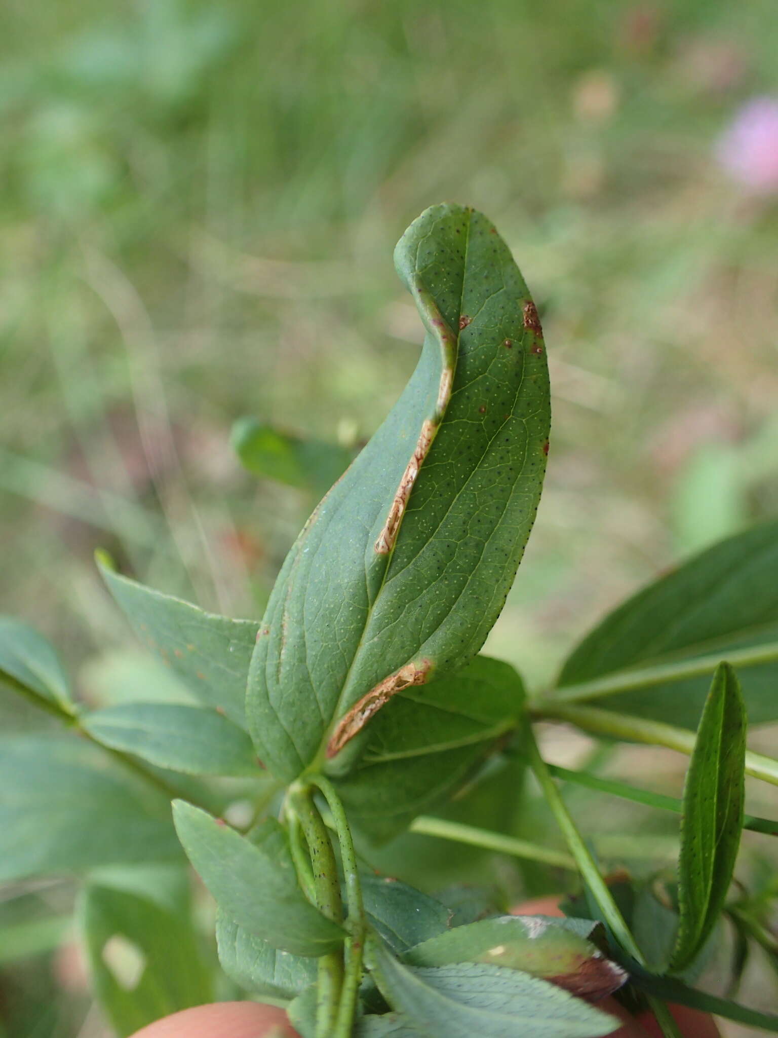 Image of Caloptilia hypericella (Braun 1918)