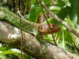 Image of Northern caiman lizard