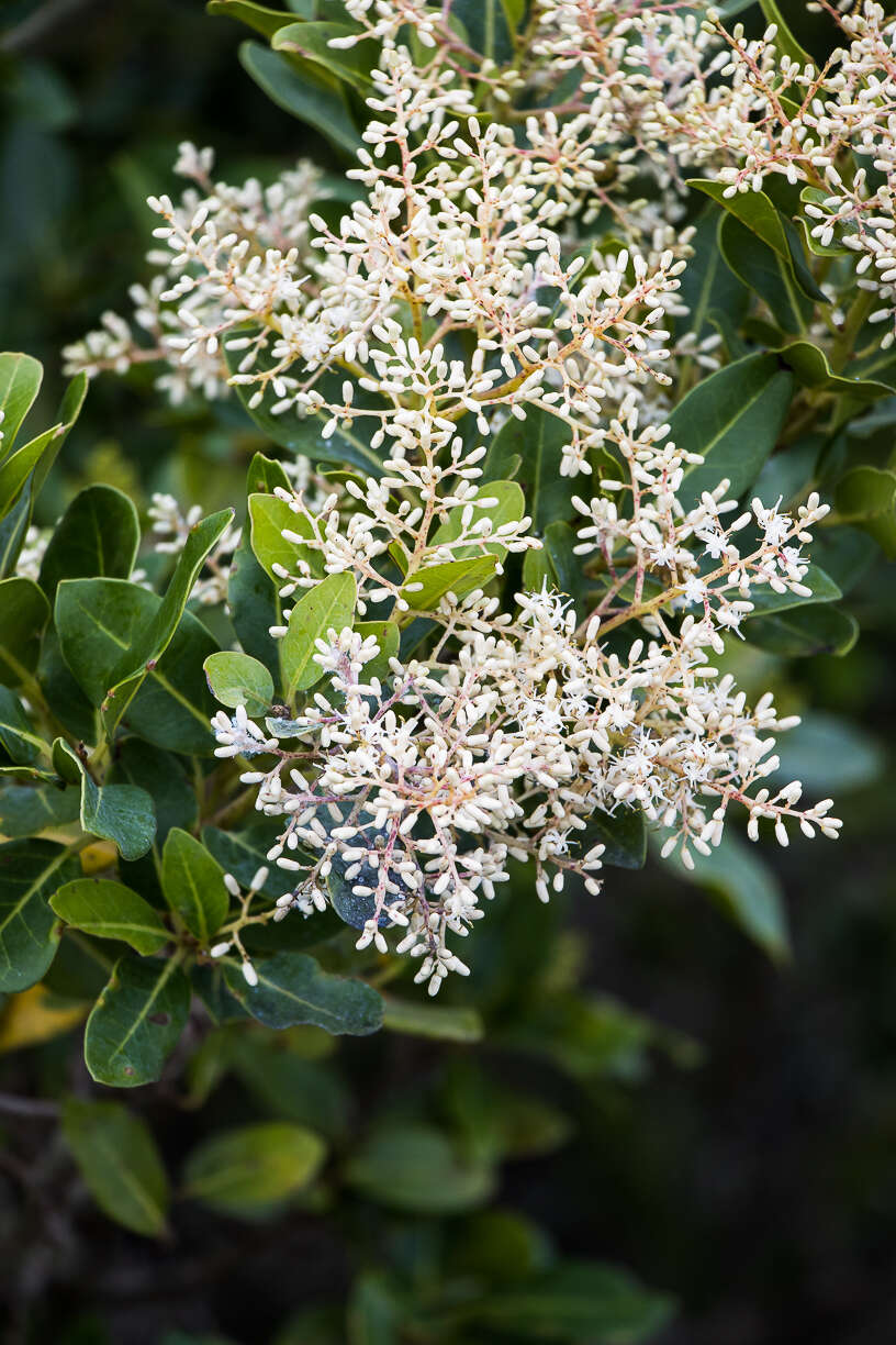 Image of Apodytes abbottii M. J. Potgieter & A. E. van Wyk