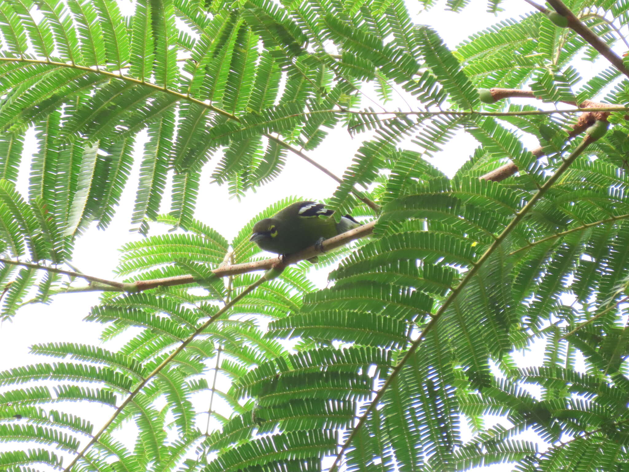 Aegithina viridissima (Bonaparte 1850) resmi