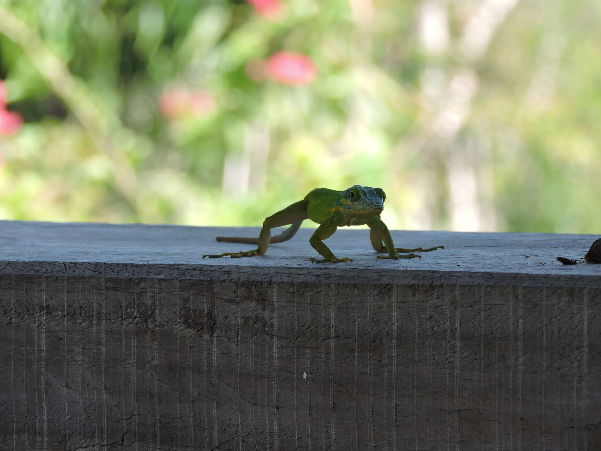 Image of Panther Anole