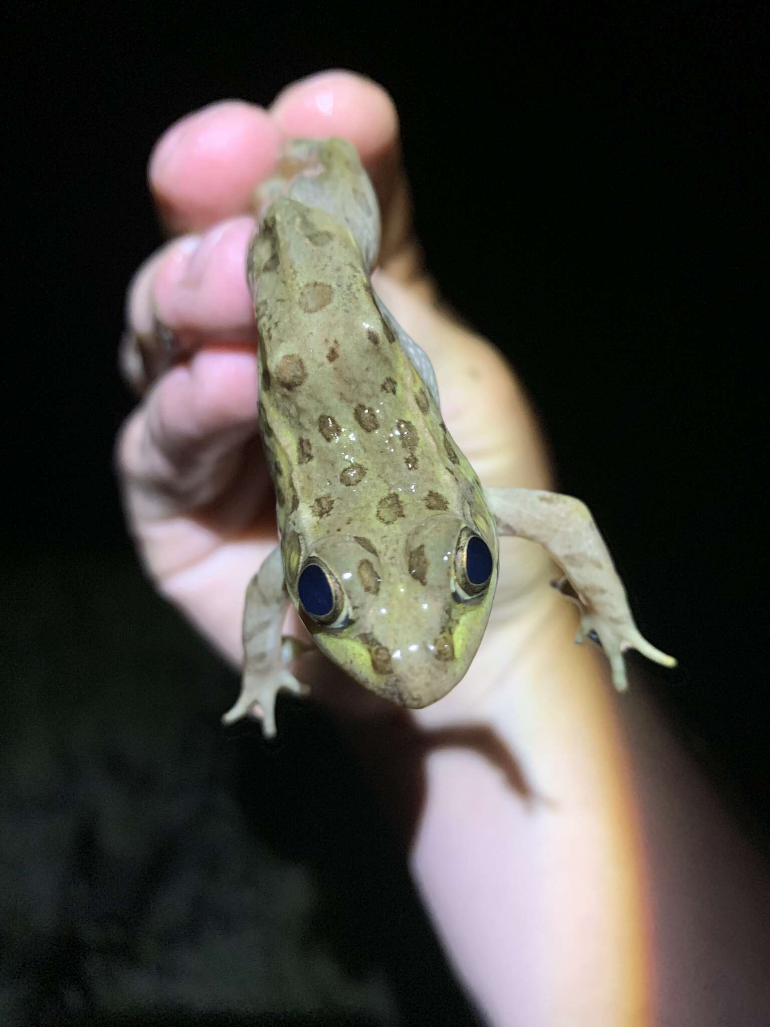 Image de Lithobates onca (Cope ex Yarrow 1875)