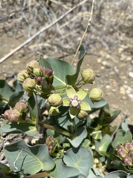 Image of Davis' milkweed