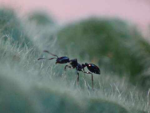 Image of Monomorium carbonarium (Smith 1858)