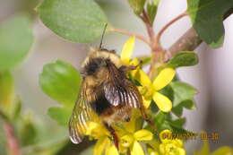 Слика од Bombus mixtus Cresson 1879