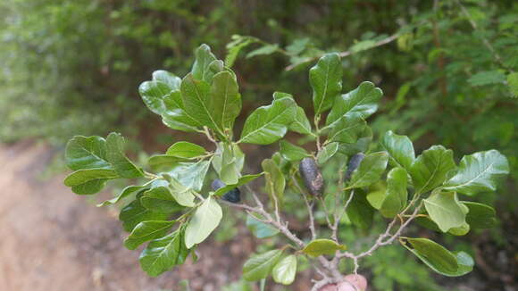 Image of Baudouinia fluggeiformis Baill.