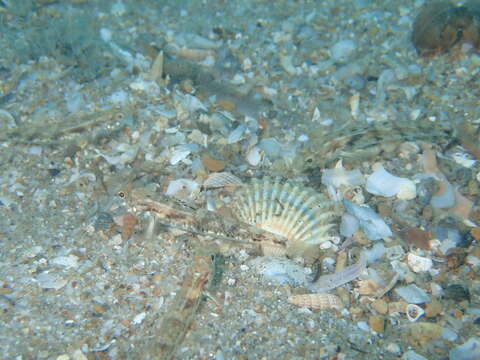 Image of Mediterranean Painted Goby