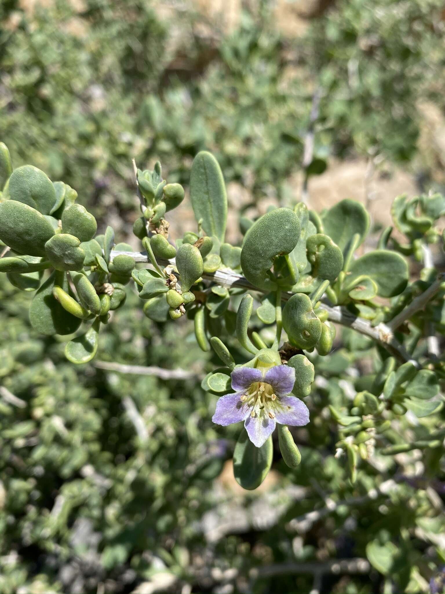 Image of rabbit thorn