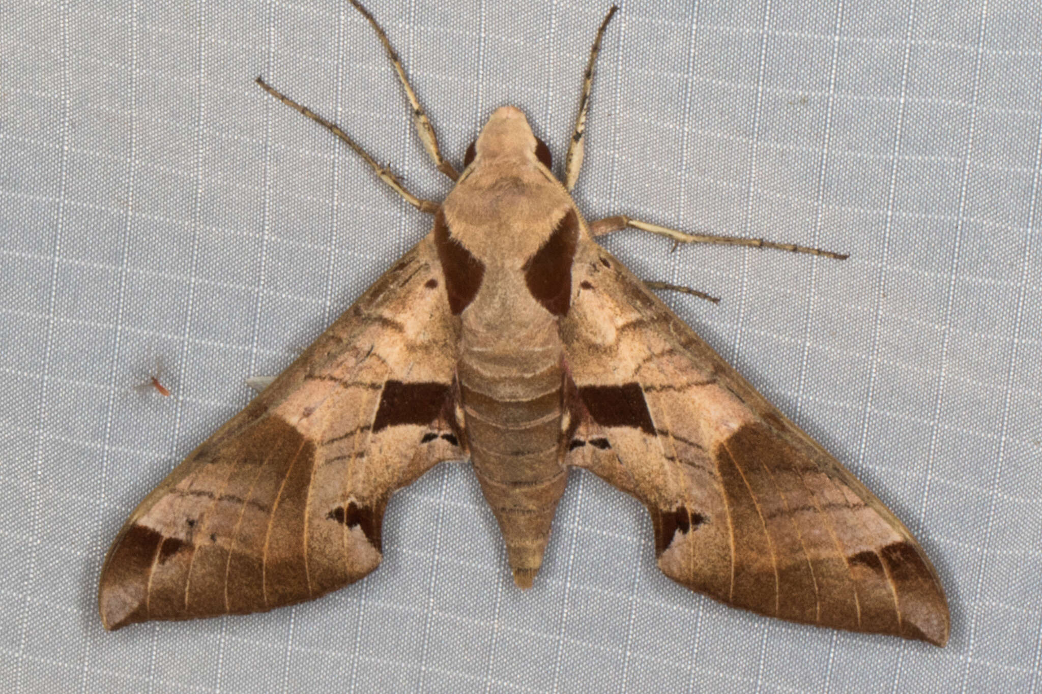 Image of Achemon Sphinx