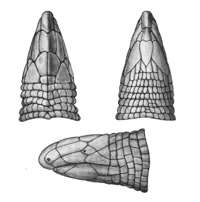 Image de Cadea palirostrata (Dickerson 1916)