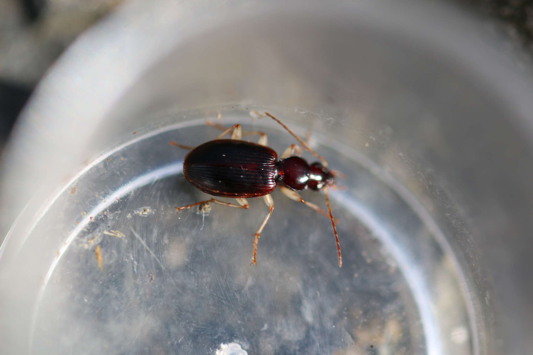 Image of Ground beetle