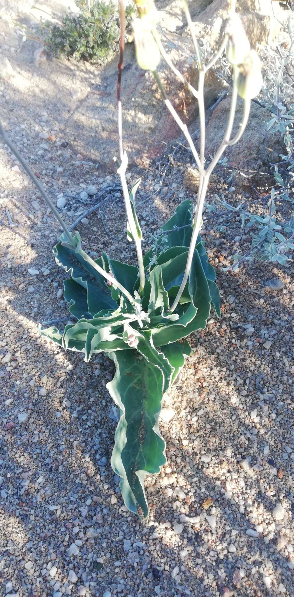 Image de Othonna macrophylla DC.