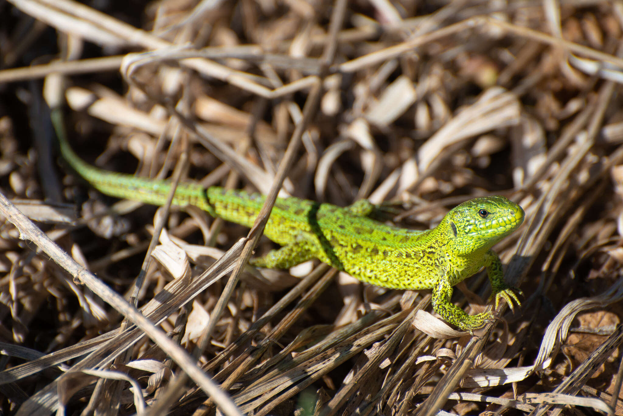 Image of Lacerta agilis exigua Eichwald 1831