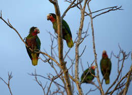 Image of Bahamas Parrot