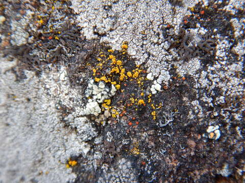 Image of Hidden goldspeck lichen