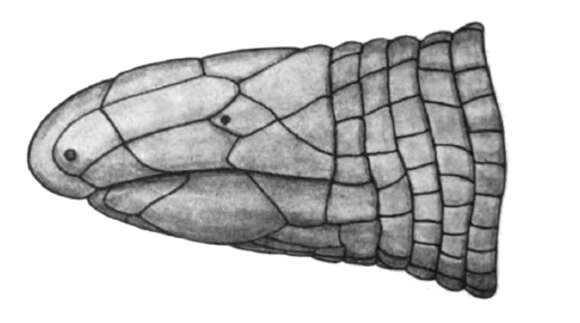 Image of Cadeidae