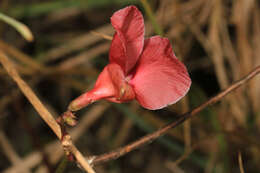 Image of wild bushbean