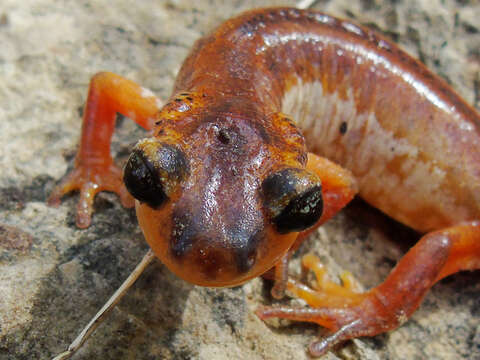 Image of Bay Lycian Salamander