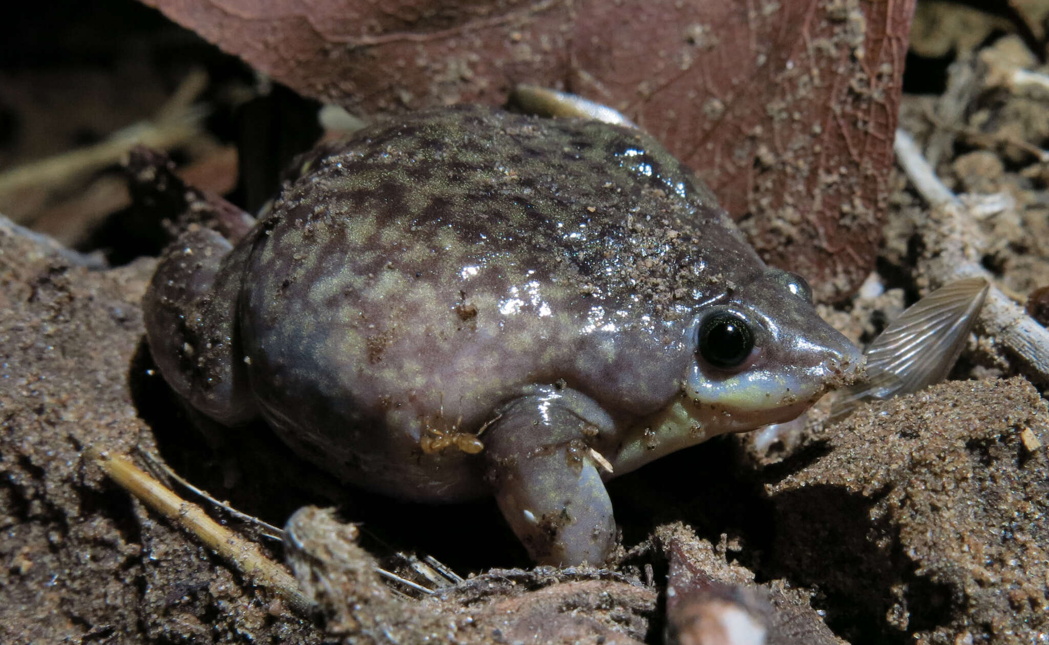 Image of Marbled Snout-burrower