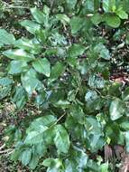 Image of krugiodendron