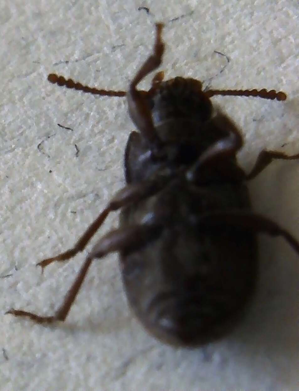 Image of Beetle