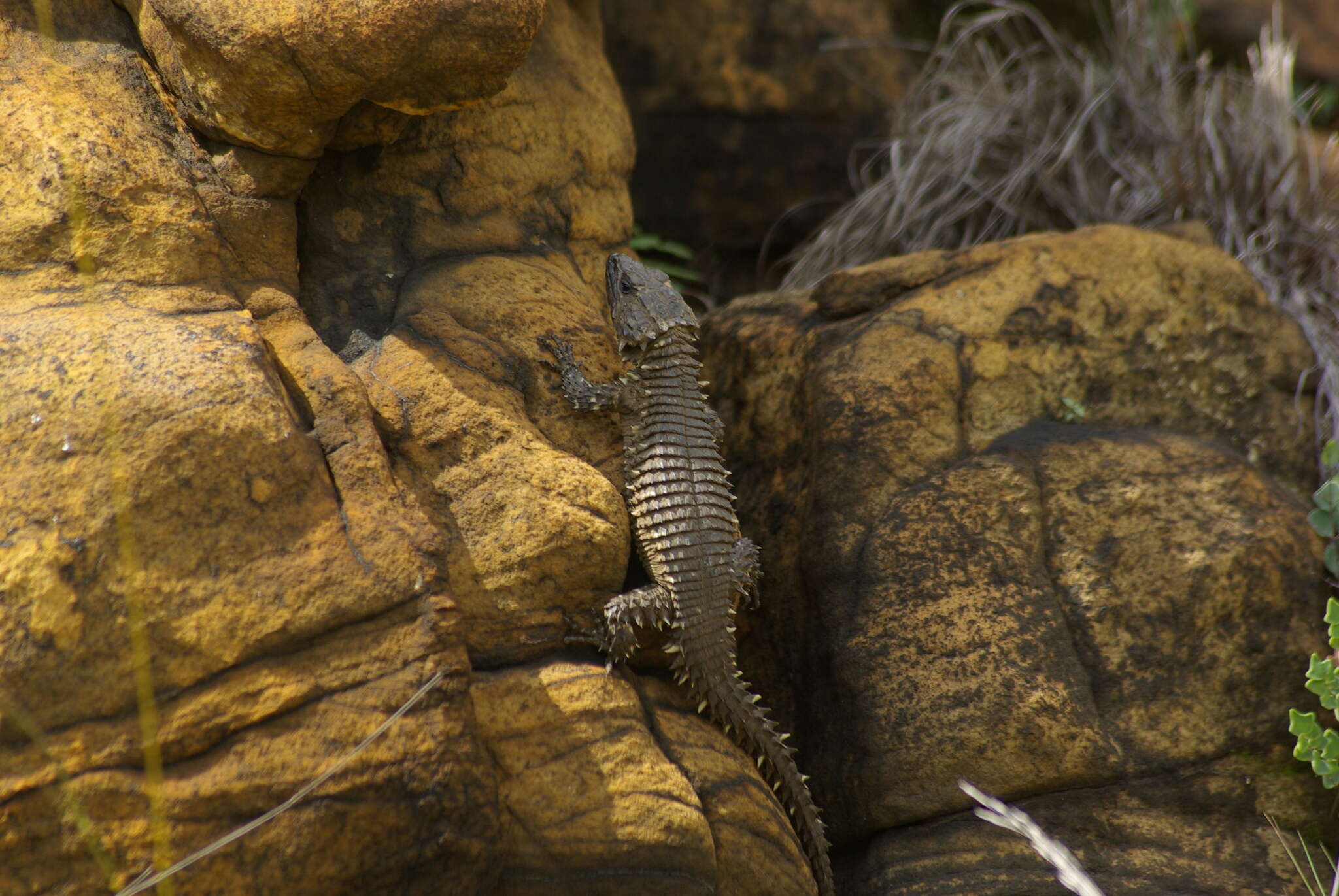 Image of Van Dam's Girdled Lizard