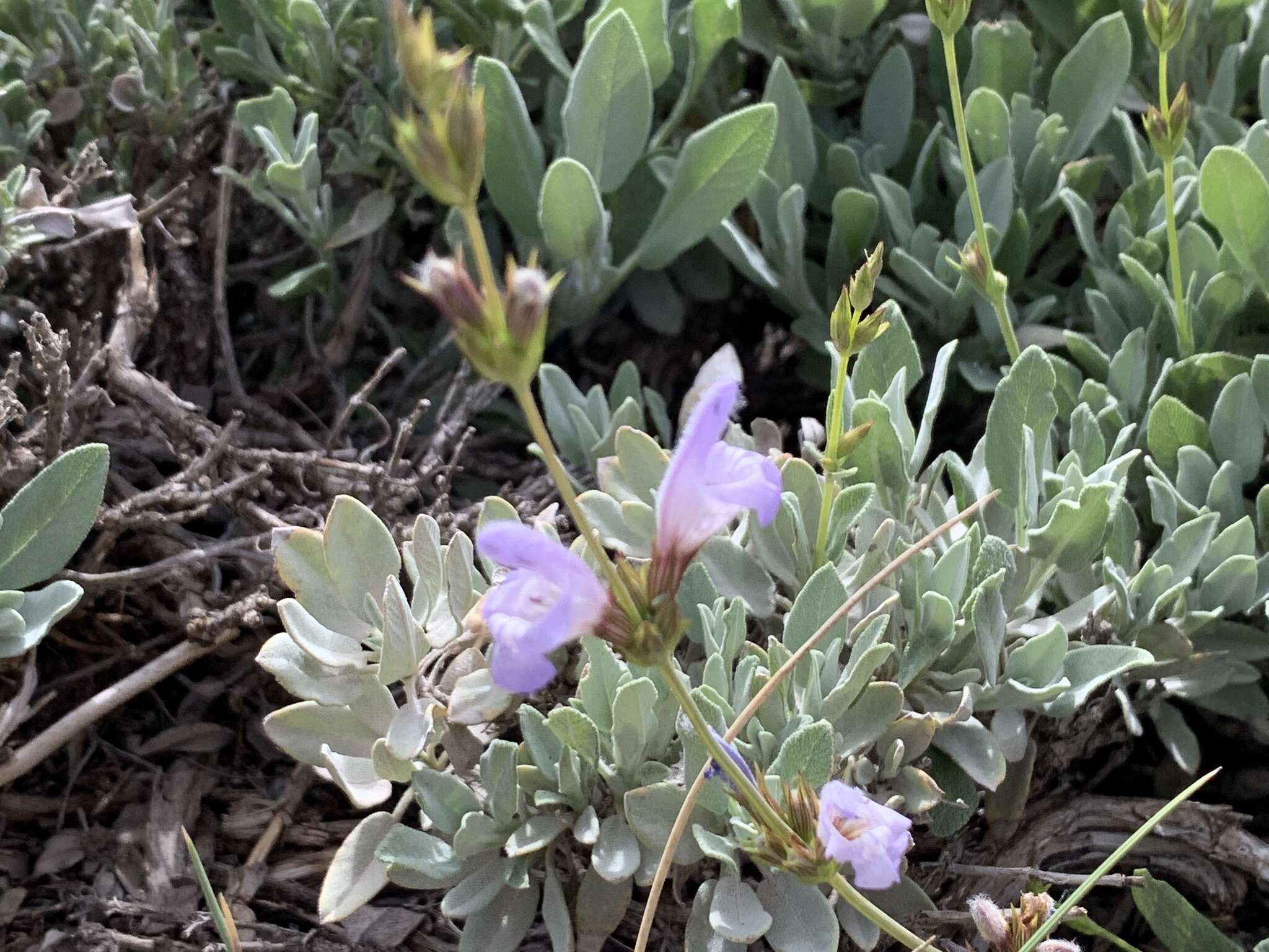 Image of Salvia officinalis subsp. lavandulifolia (Vahl) Gams