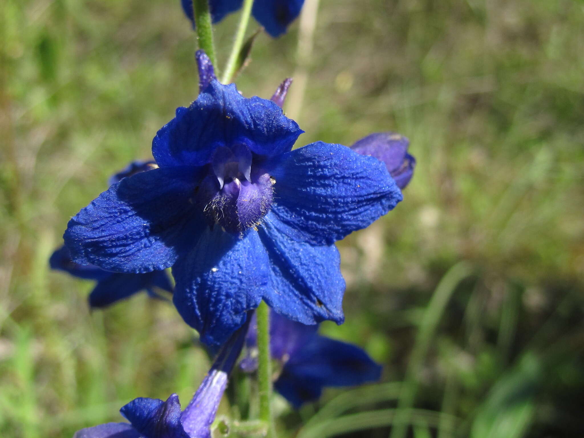 Plancia ëd Delphinium alabamicum R. Kral