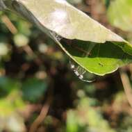 Image de Polyrhachis tibialis Smith 1858