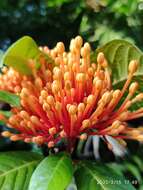 Image of Ixora congesta Roxb.