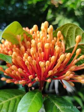 Image of Ixora congesta Roxb.