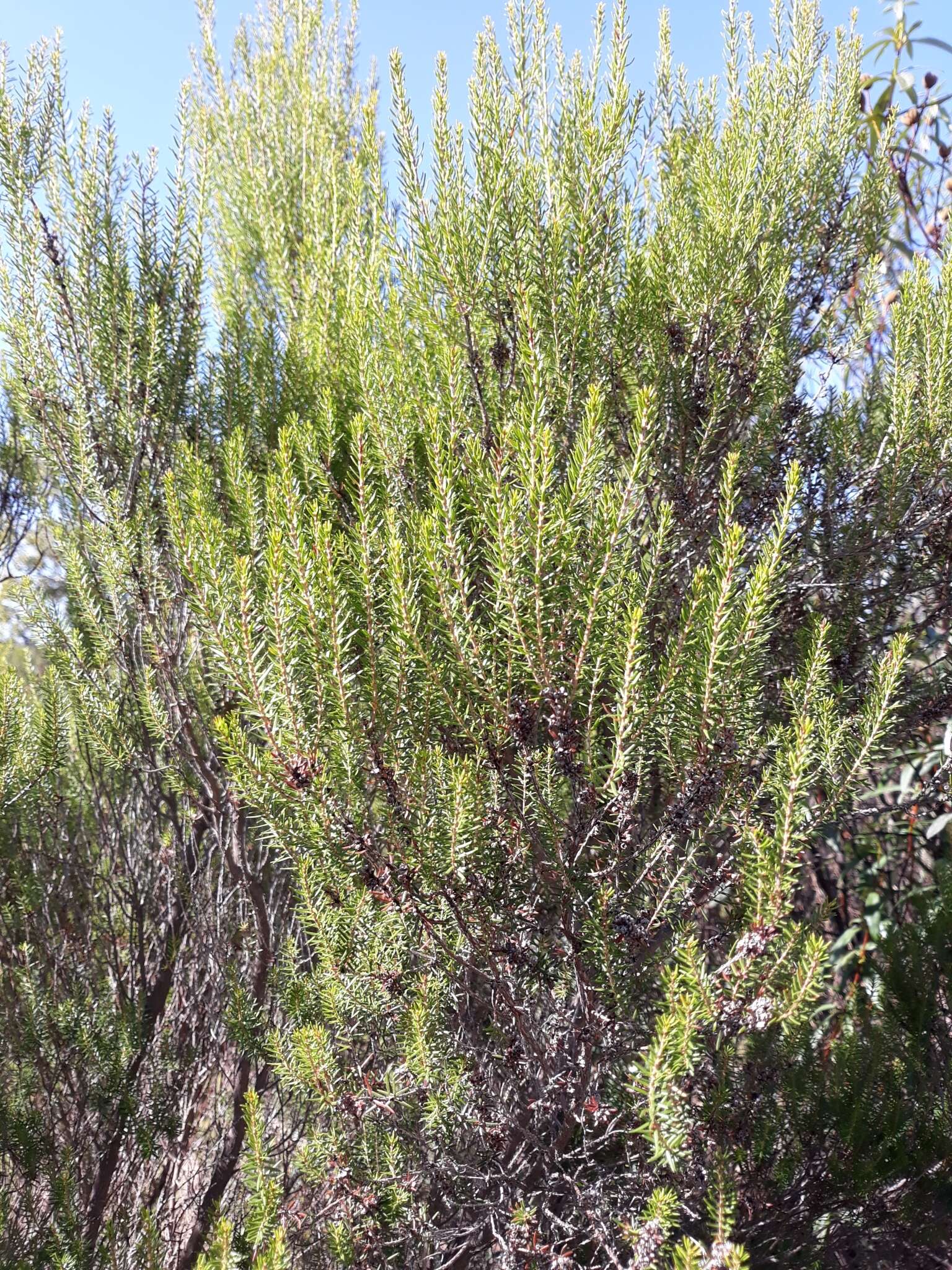 Image of green heather