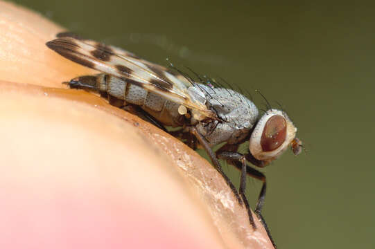 Melieria crassipennis (Fabricius 1794) resmi