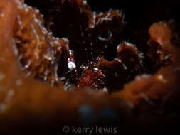 Image of Bermuda shrimp