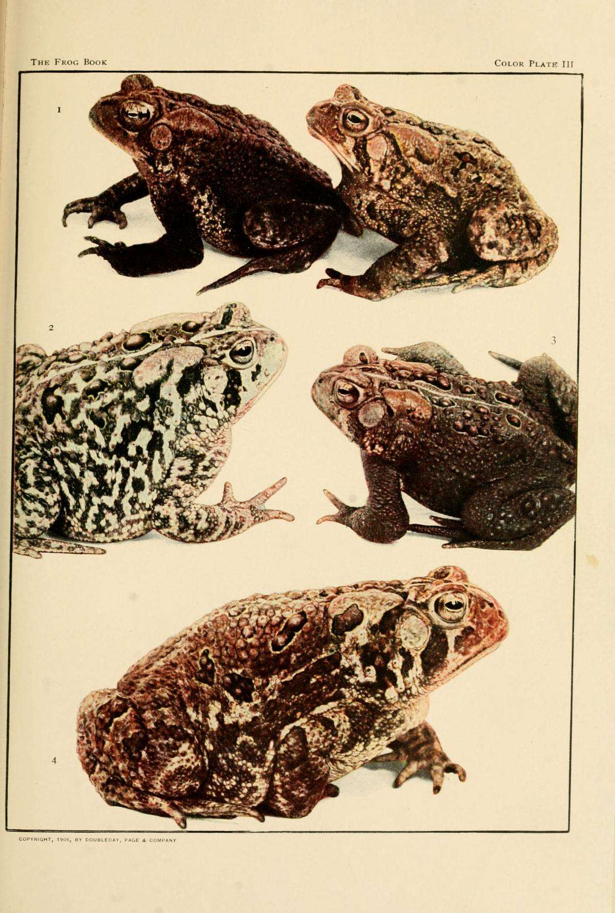 Image de Anaxyrus americanus (Holbrook 1836)