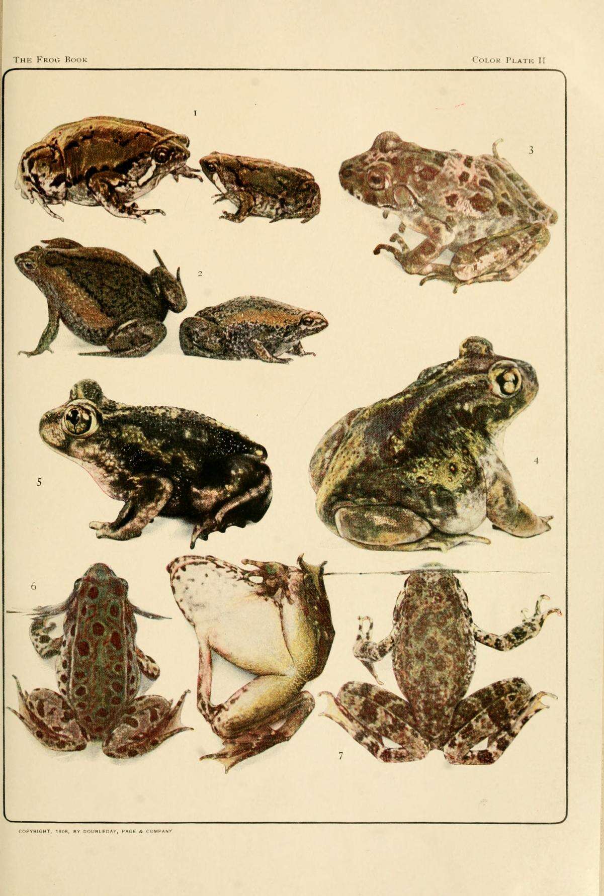 Image of Foothill yellow-legged frog