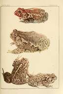 Image of Woodhouse's Toad