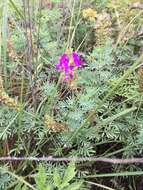 Image of purple dalea