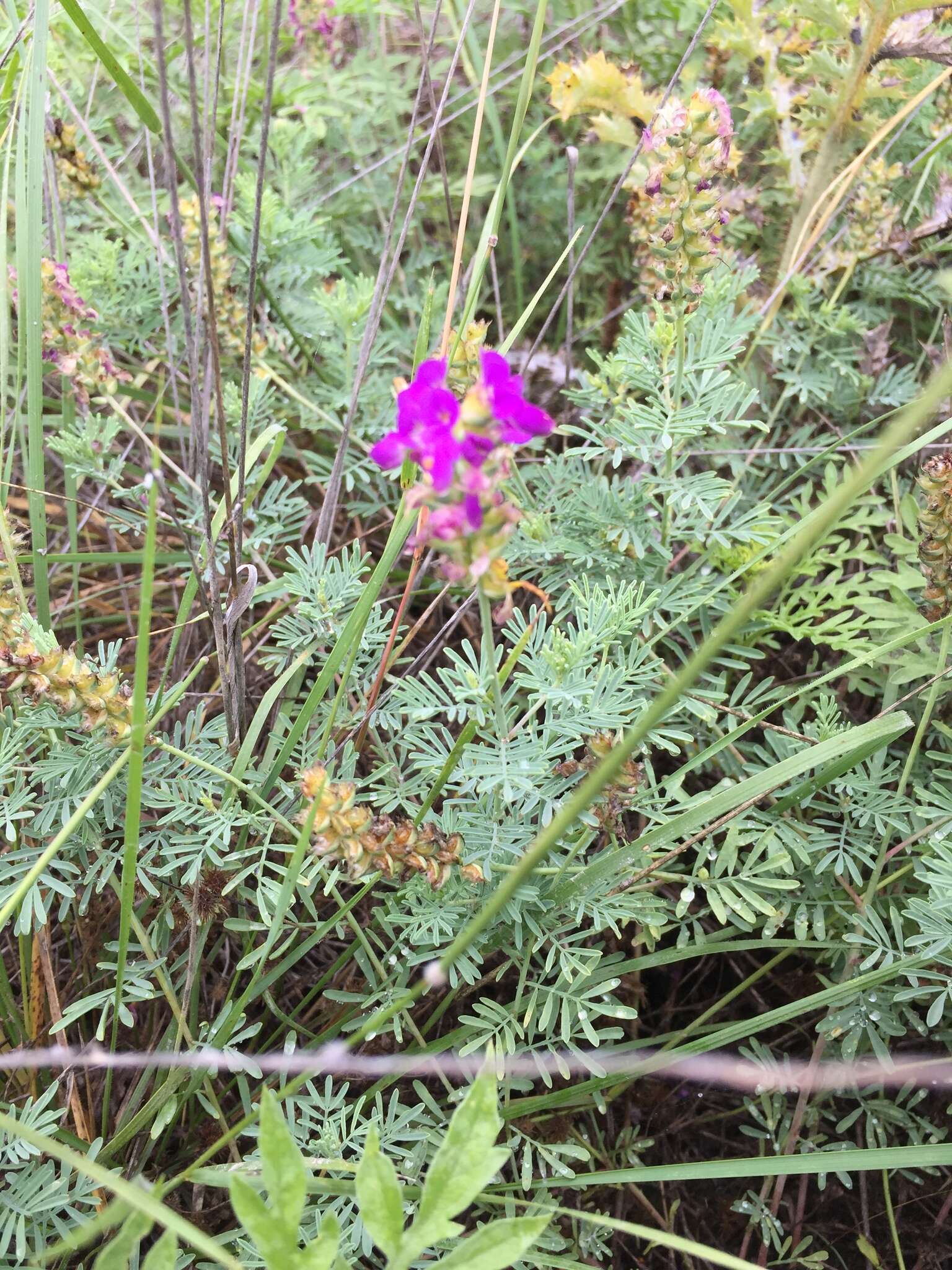 Image of purple dalea