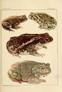 صورة Anaxyrus punctatus (Baird & Girard 1852)