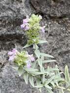 Слика од Stachys palaestina L.